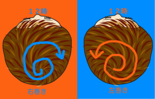 つむじ.png